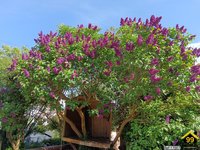 Property Ref-17007